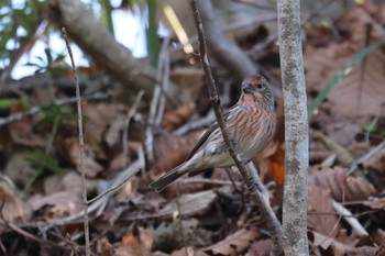 Sat, 11/4/2023 Birding report at Hakodateyama