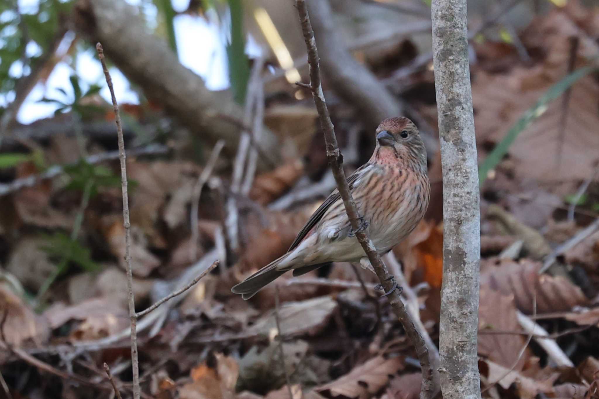 Pallas's Rosefinch