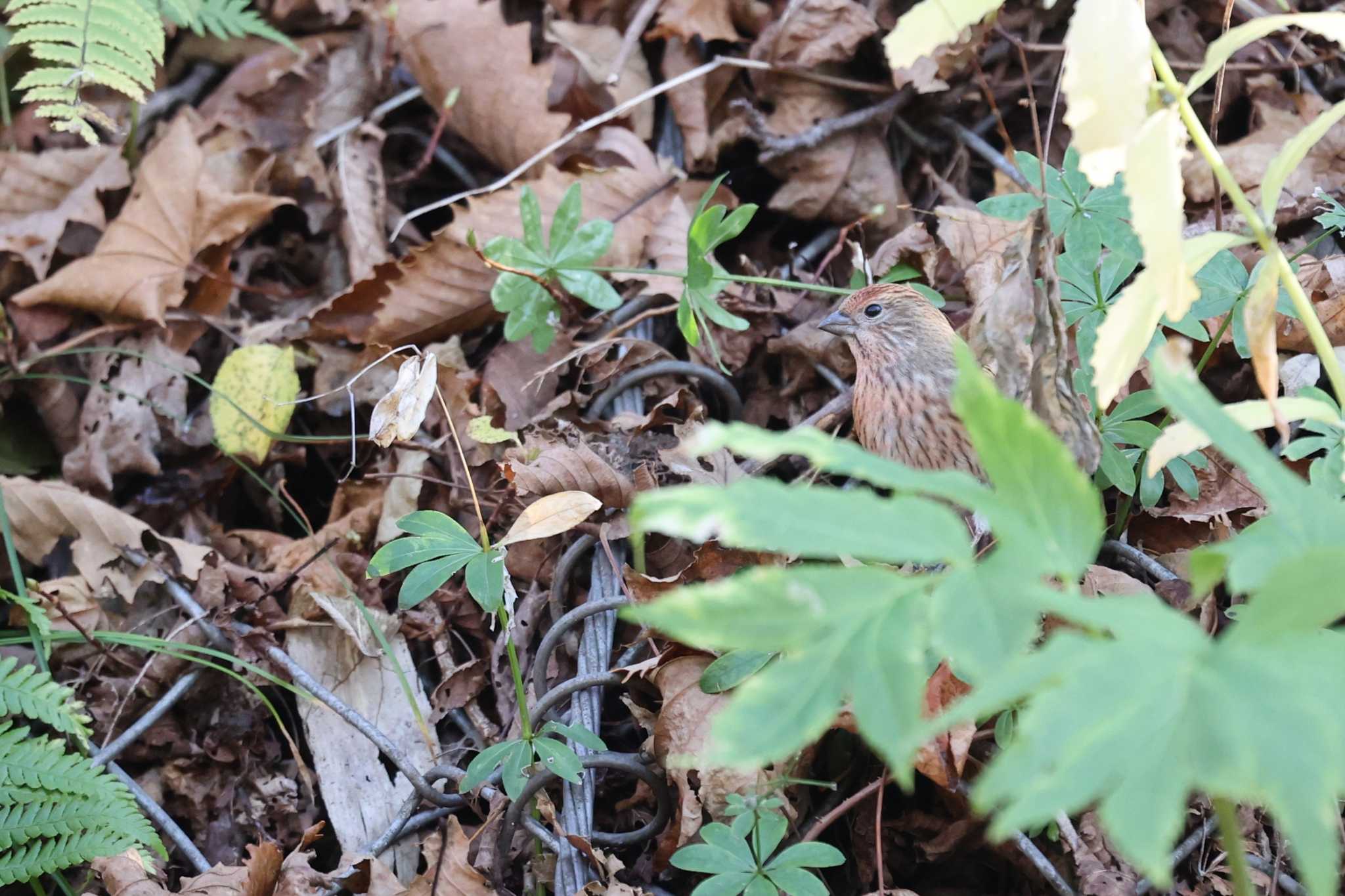 Pallas's Rosefinch