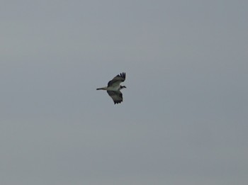 Osprey Cape Irago Thu, 10/4/2018