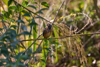 2023年11月4日(土) 大阪府の野鳥観察記録