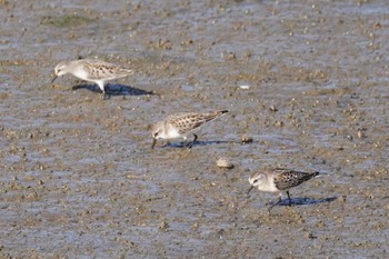 Red-necked Stint いしかり調整池(石狩調整池) Sat, 9/9/2023