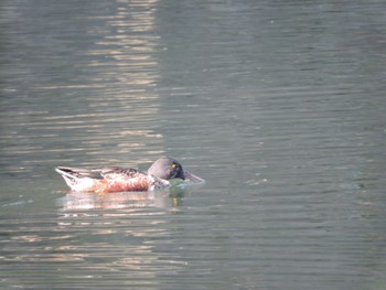 Northern Shoveler Osaka castle park Fri, 11/3/2023