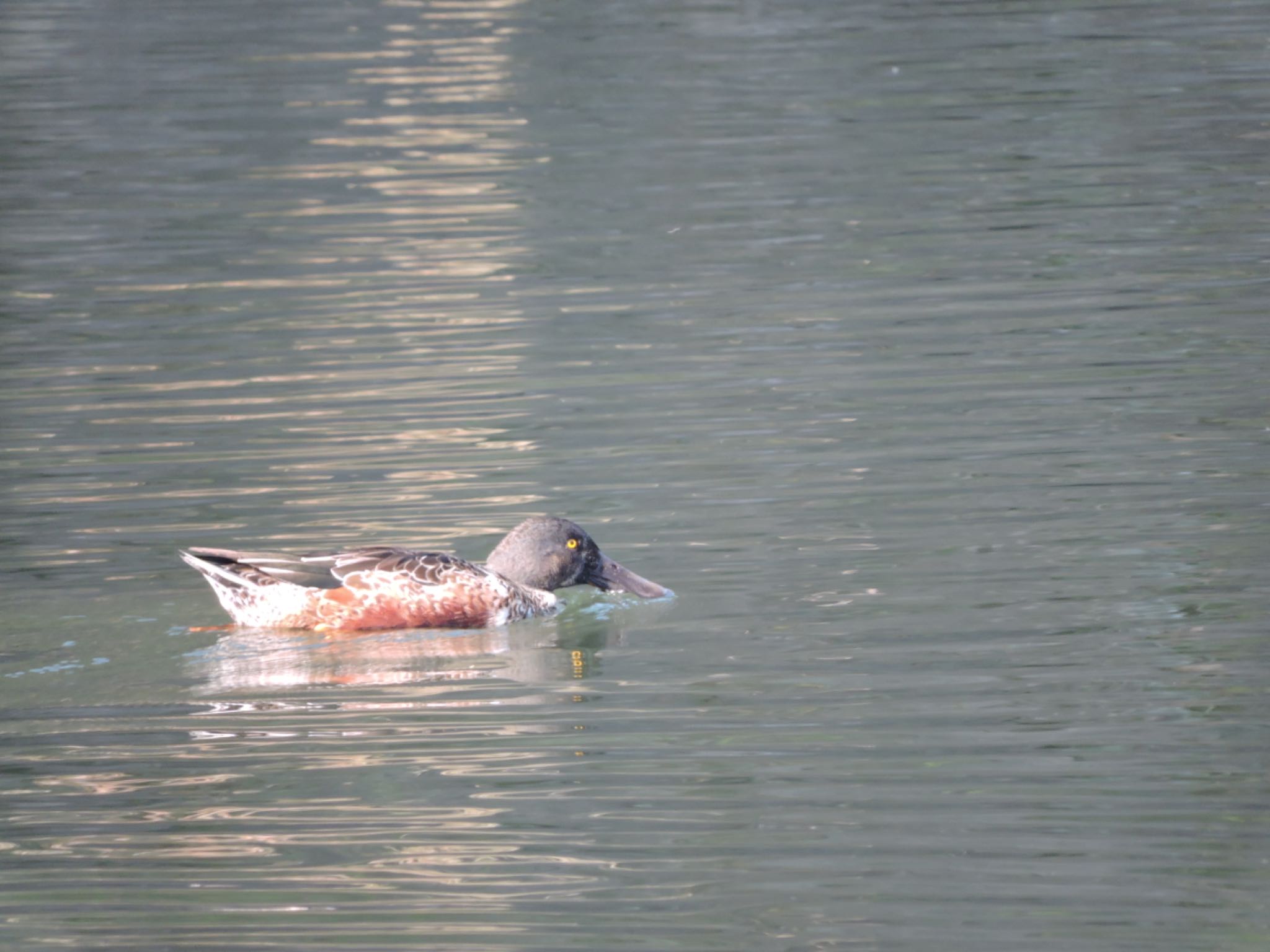 Northern Shoveler