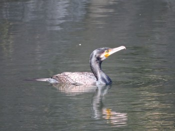 Great Cormorant Osaka castle park Fri, 11/3/2023