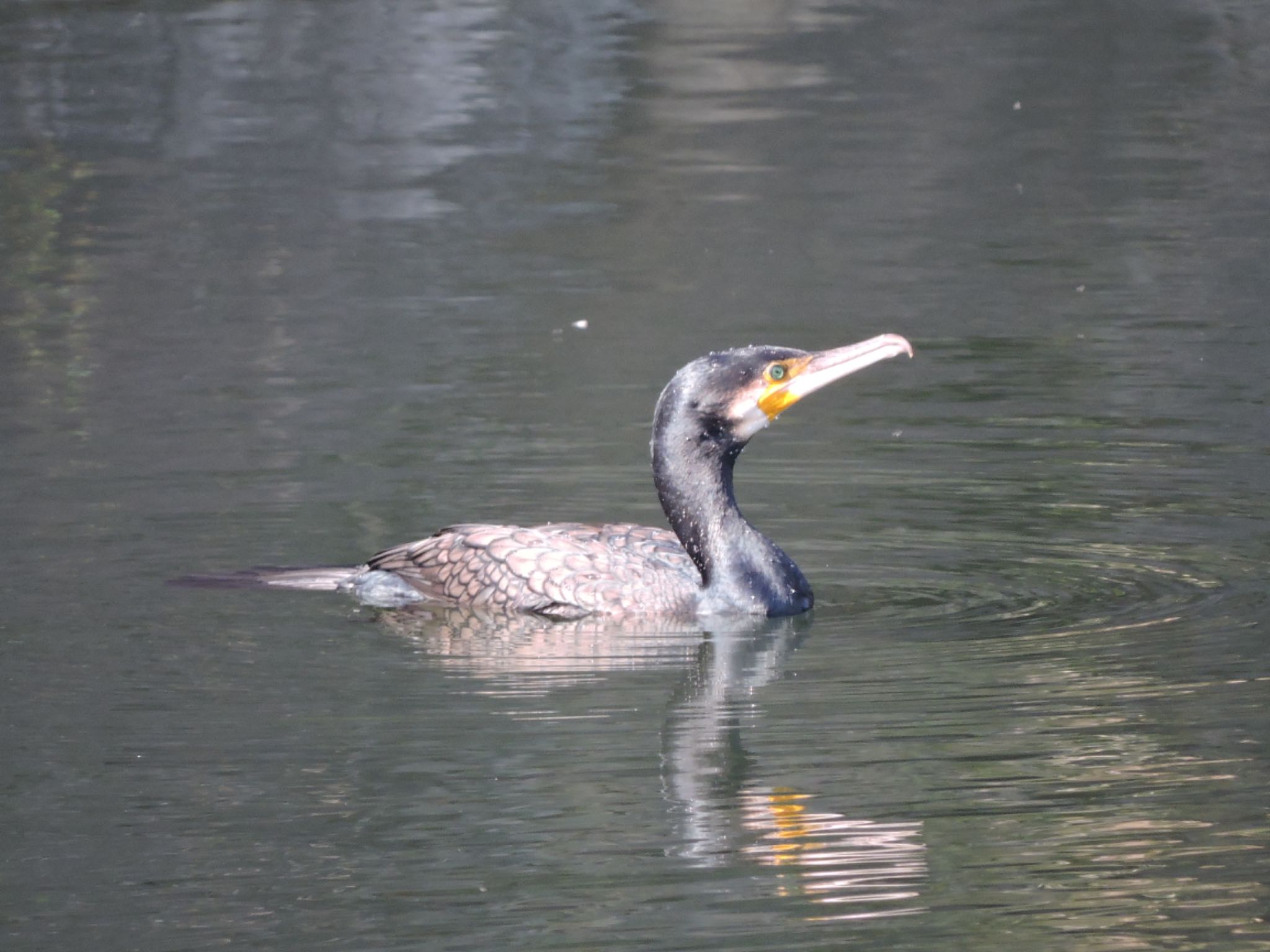 Great Cormorant