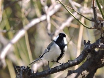 Japanese Tit Osaka castle park Fri, 11/3/2023