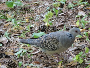 Oriental Turtle Dove Osaka castle park Fri, 11/3/2023