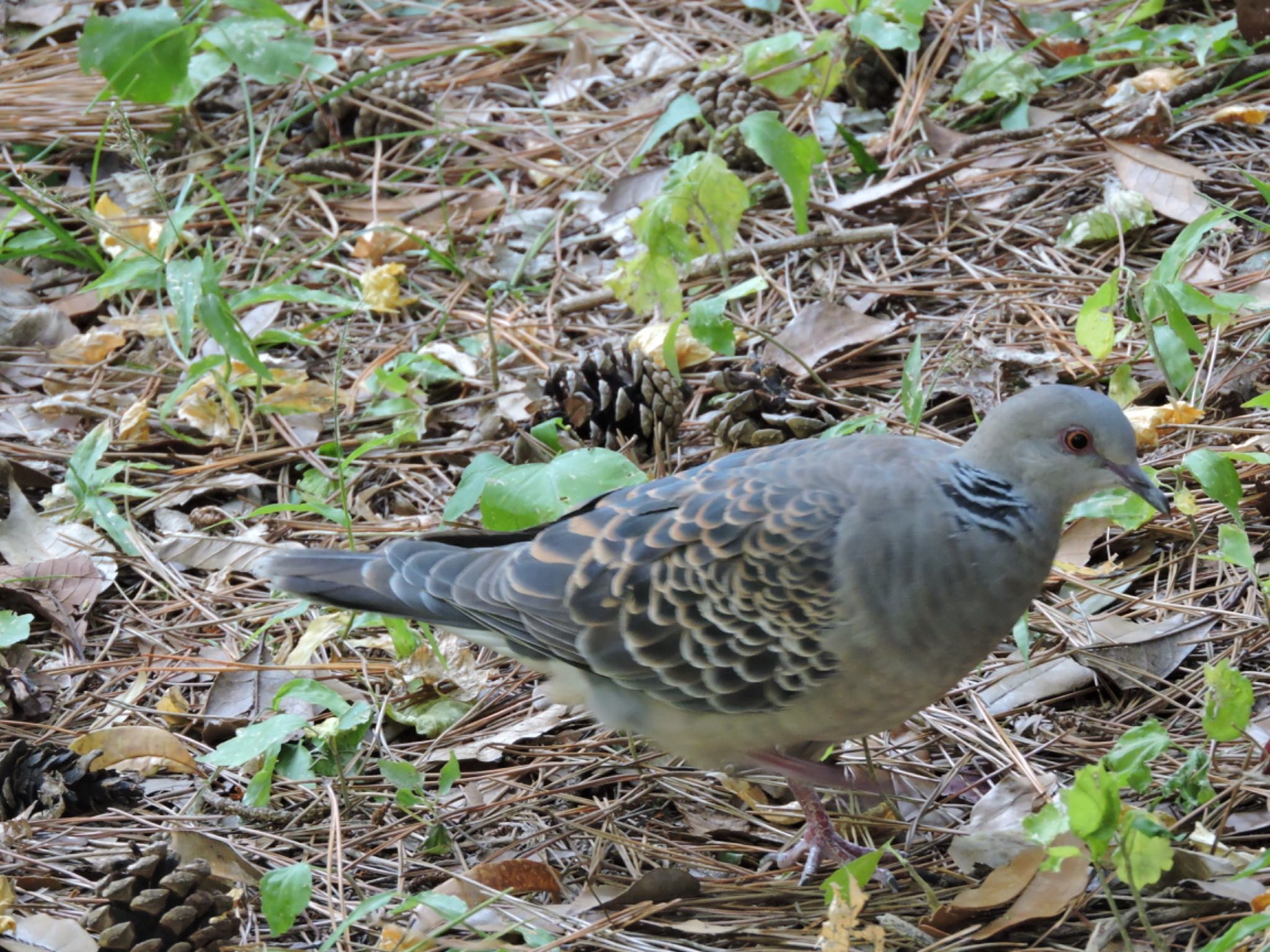 Oriental Turtle Dove