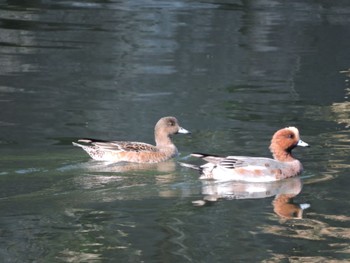 Eurasian Wigeon Osaka castle park Fri, 11/3/2023