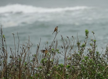 Meadow Bunting Cape Irago Thu, 10/4/2018