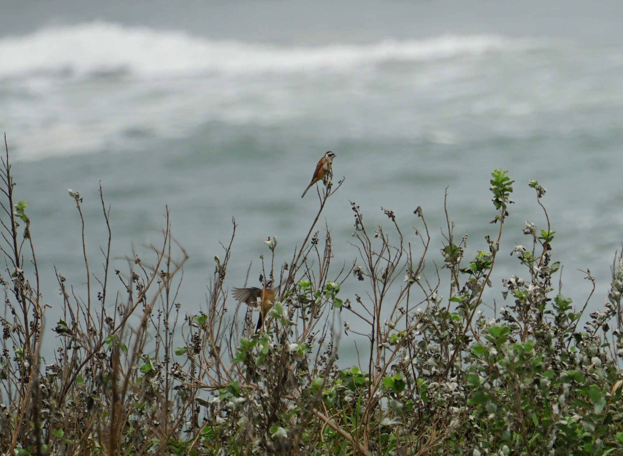 Photo of Meadow Bunting at Cape Irago by マル