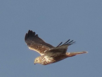 Eastern Marsh Harrier Kabukuri Pond Sat, 12/31/2022