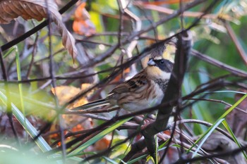 2023年11月3日(金) 岡谷林道の野鳥観察記録