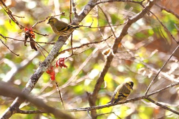 2023年11月4日(土) 大蔵高丸の野鳥観察記録