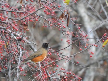 Brown-headed Thrush 浦幌森林公園(浦幌町) Sun, 10/29/2023