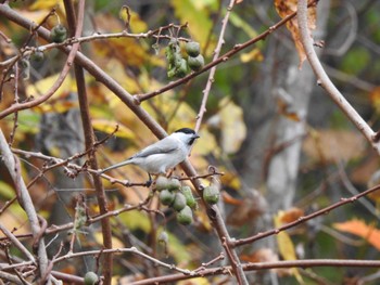 Marsh Tit 浦幌森林公園(浦幌町) Sun, 10/29/2023