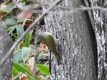 Grey-headed Woodpecker 浦幌森林公園(浦幌町) Sun, 10/29/2023