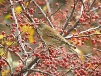 Pale Thrush 浦幌森林公園(浦幌町) Sun, 10/29/2023