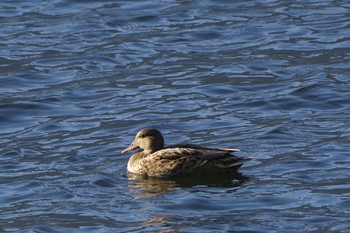 2023年11月4日(土) 河口湖の野鳥観察記録