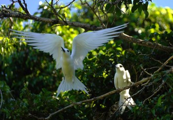 White Tern Ainahau Triangle Fri, 10/27/2023