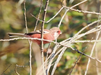 Siberian Long-tailed Rosefinch Kitamoto Nature Observation Park Sat, 11/4/2023