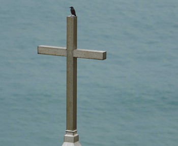 Blue Rock Thrush Cape Irago Thu, 10/4/2018