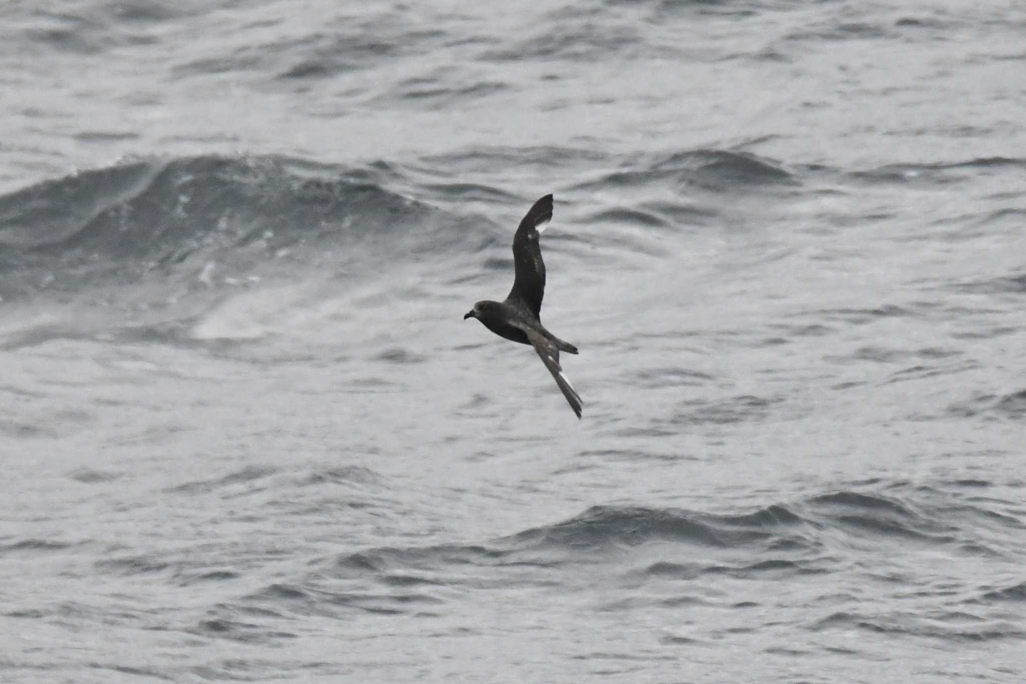 Providence Petrel