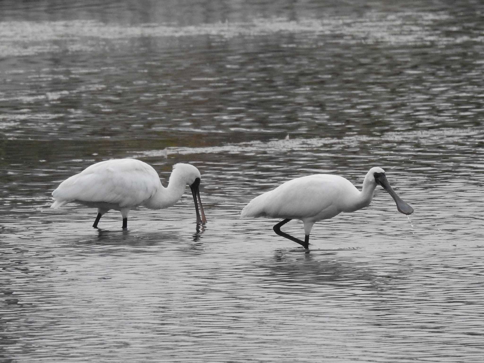 Black-faced Spoonbill