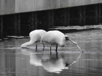 Sat, 11/4/2023 Birding report at Gonushi Pond