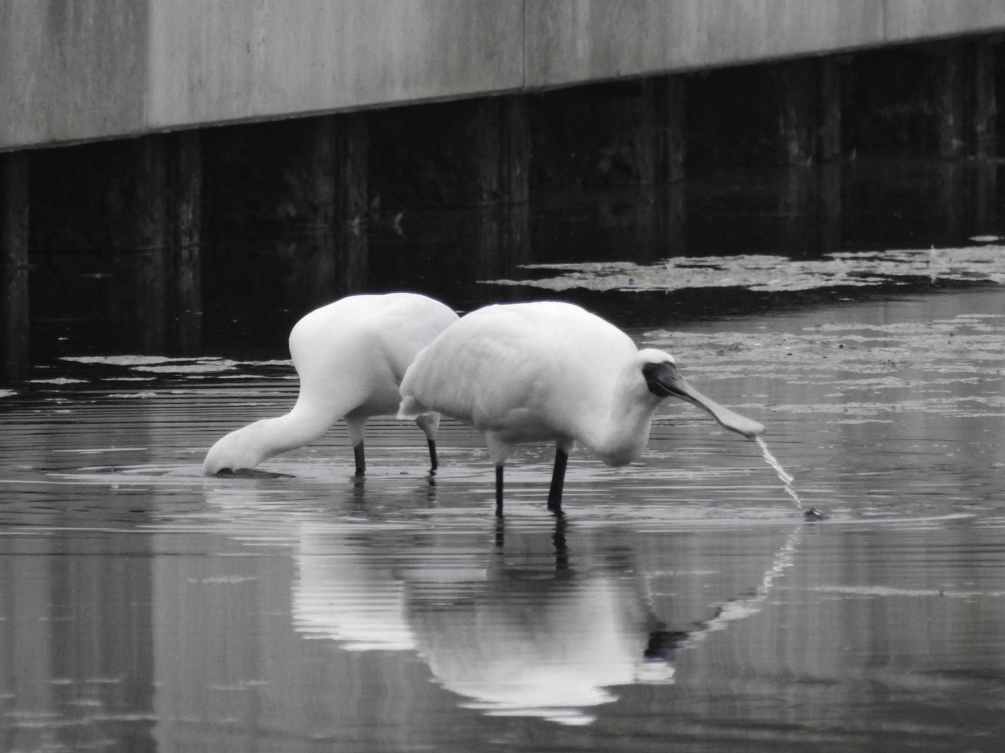 Black-faced Spoonbill