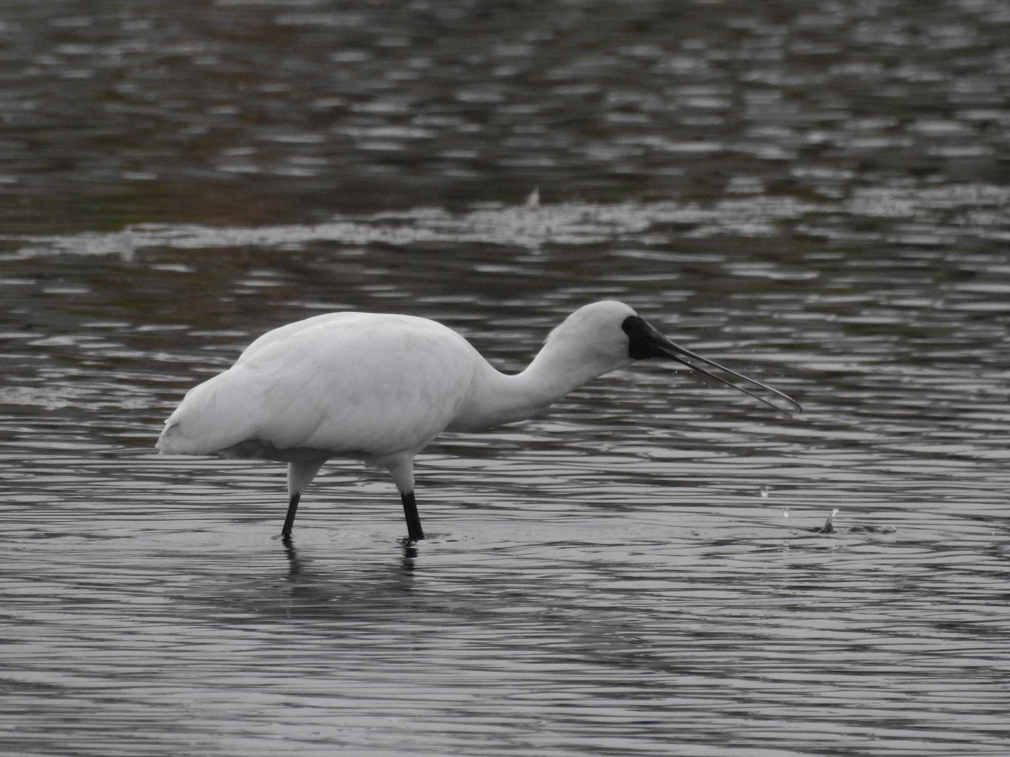 Black-faced Spoonbill