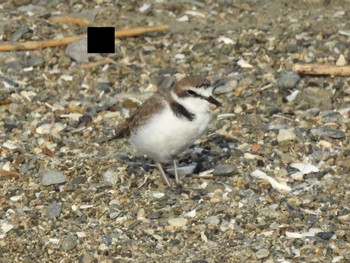 Kentish Plover Gonushi Coast Sat, 11/4/2023