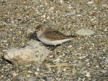 2023年11月4日(土) 五主海岸の野鳥観察記録