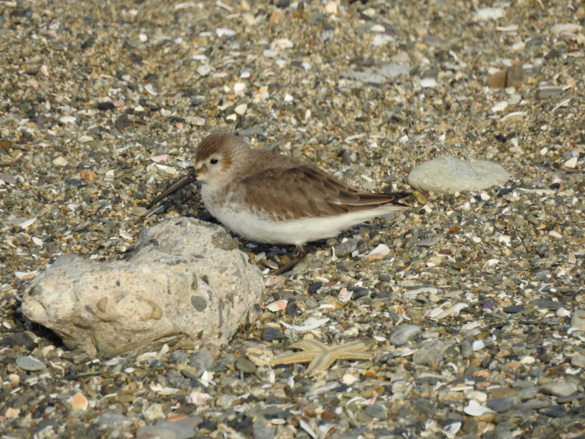 Dunlin