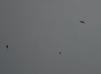 2018年10月4日(木) 伊良湖岬の野鳥観察記録