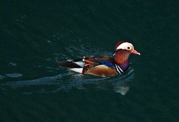 Mandarin Duck Unknown Spots Fri, 11/3/2023