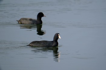 Eurasian Coot 門池公園(沼津市) Sat, 11/4/2023