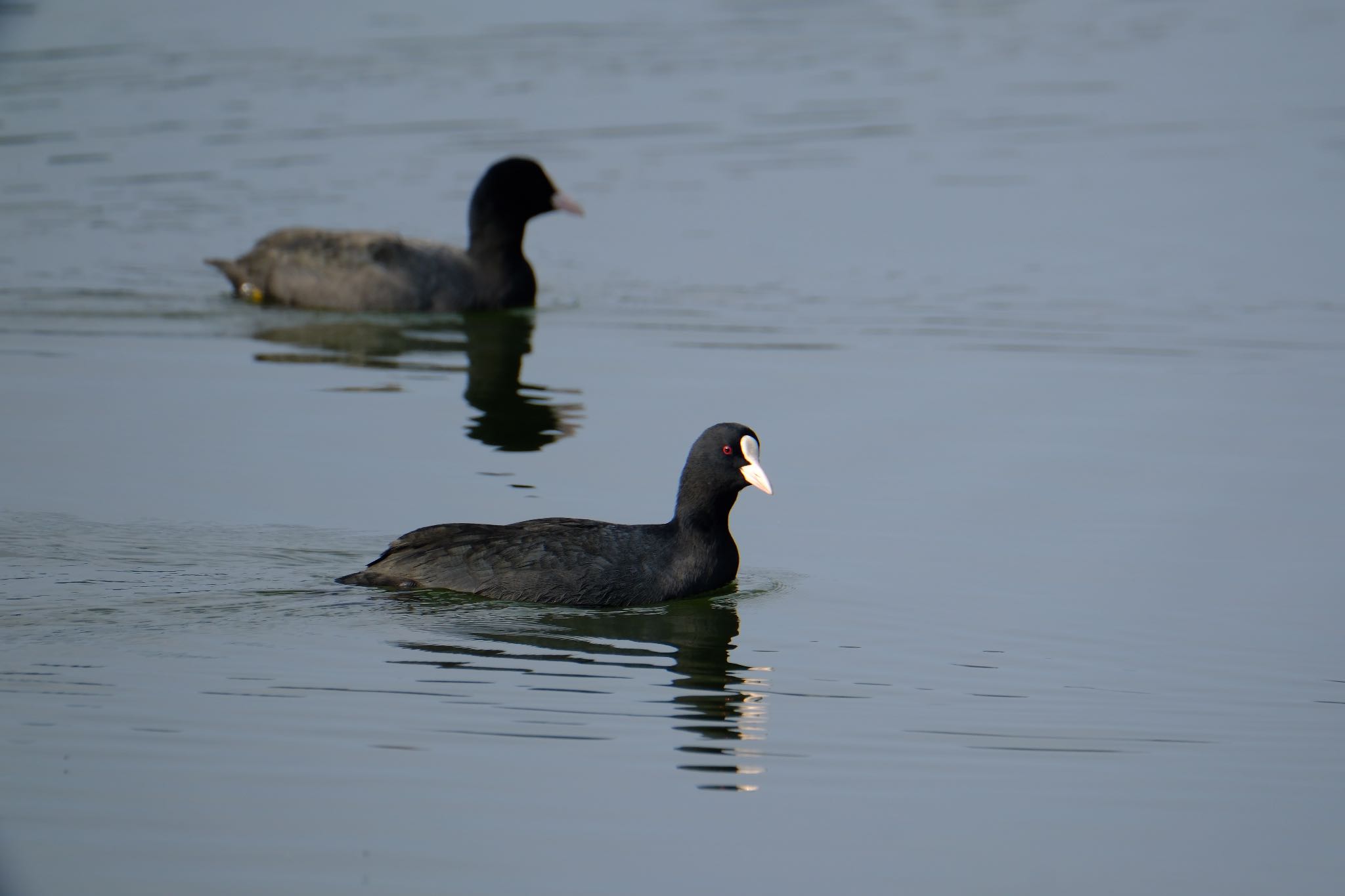 Eurasian Coot