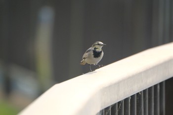 White Wagtail 門池公園(沼津市) Sat, 11/4/2023