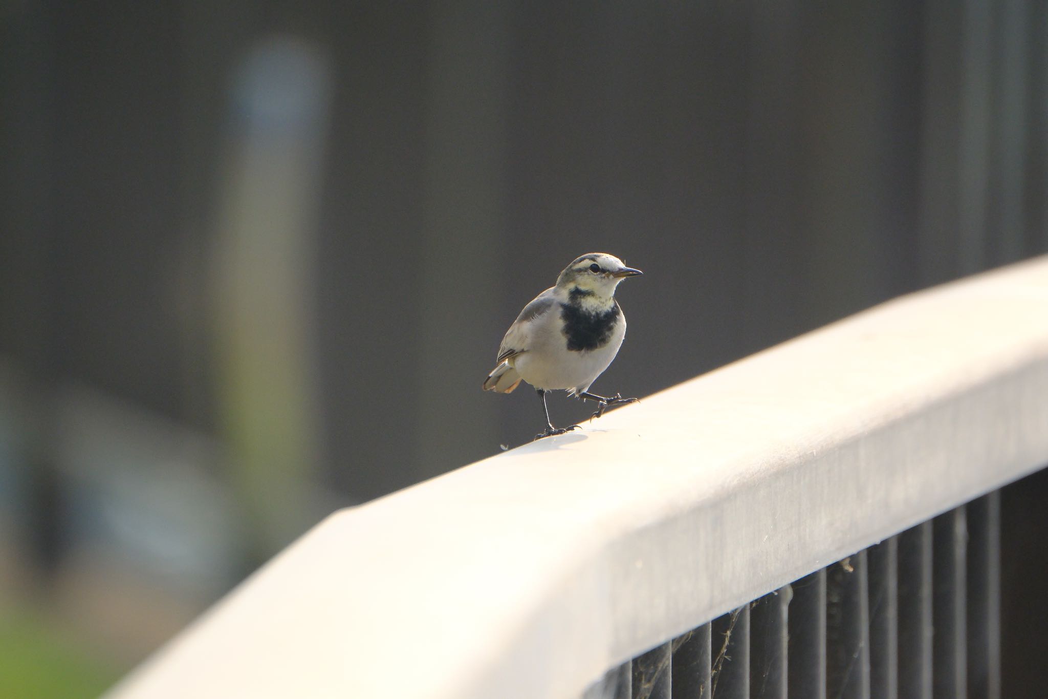 White Wagtail