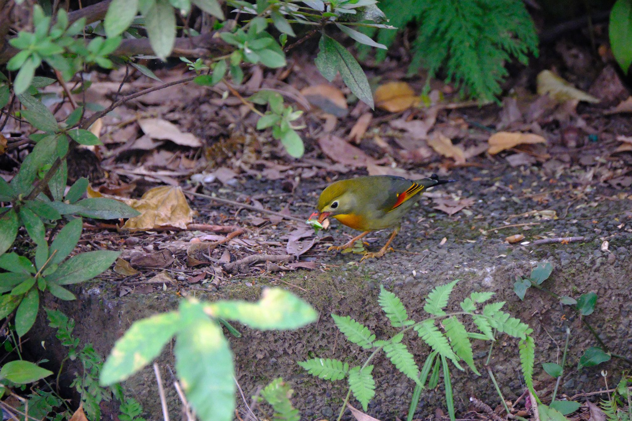 Photo of Red-billed Leiothrix at 源兵衛川 by ポン介