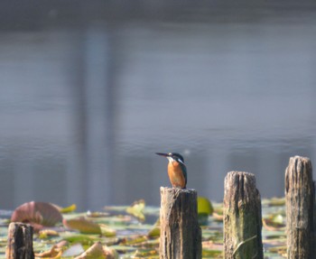 Common Kingfisher 美濃加茂市 Sat, 11/4/2023