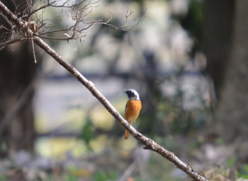 Daurian Redstart 美濃加茂市 Sat, 11/4/2023