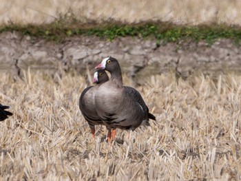 2023年11月2日(木) 宮城県登米市の野鳥観察記録