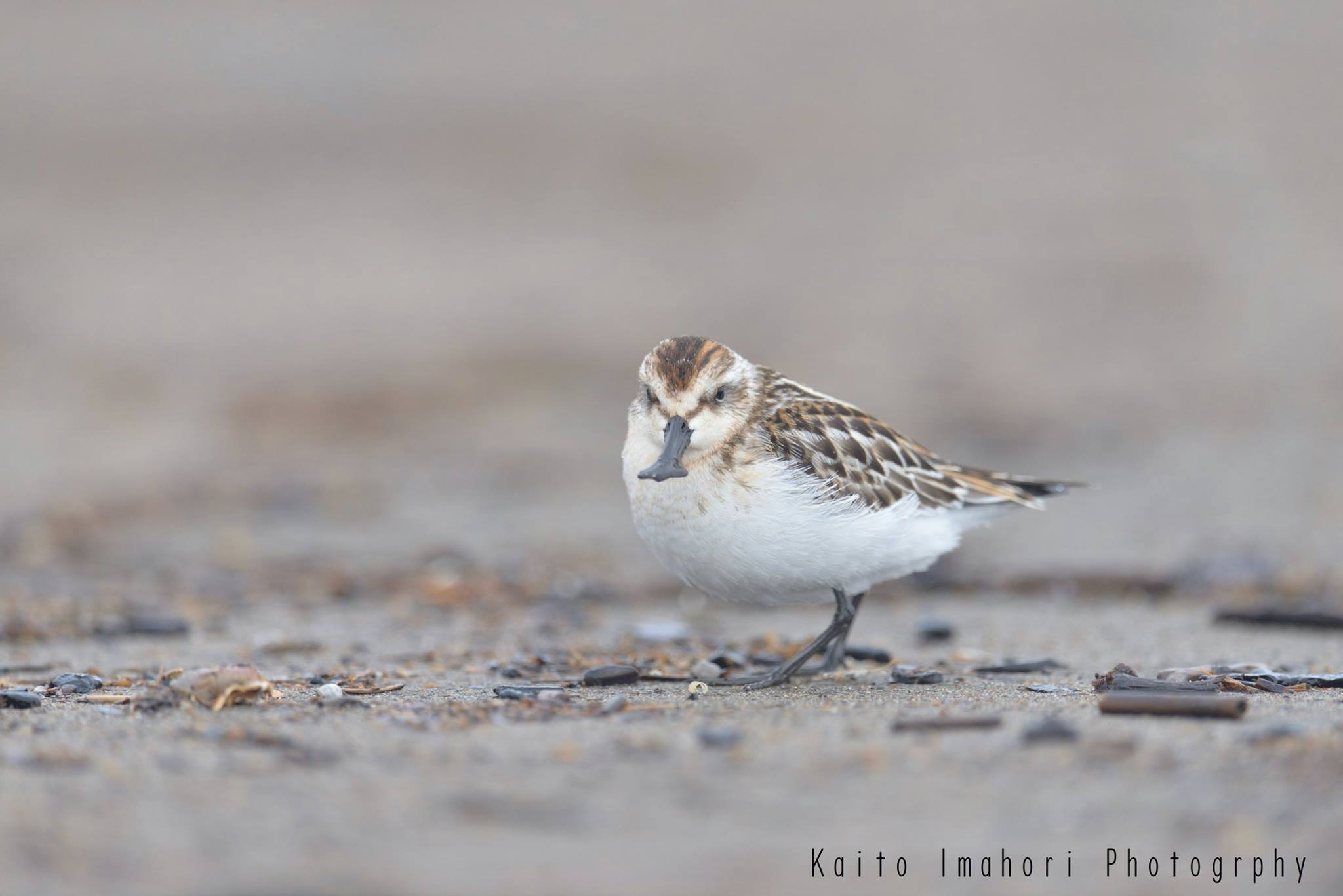 Photo of Spoon-billed Sandpiper at  by Kaito Imahori