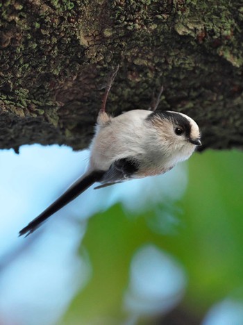 Long-tailed Tit Ueno Park Sat, 10/28/2023