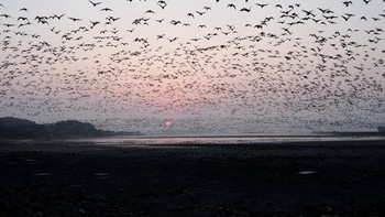 2023年11月3日(金) 伊豆沼の野鳥観察記録