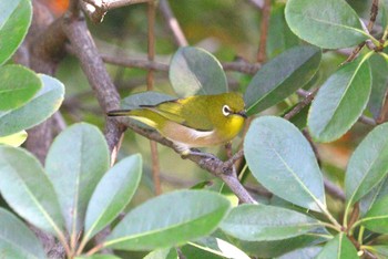 Warbling White-eye 大池公園 Thu, 11/2/2023