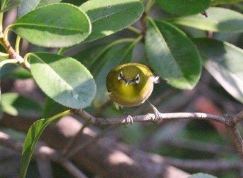 2023年11月2日(木) 大池公園の野鳥観察記録